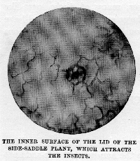 The inner
surface of the lid of the Side-Saddle Plant, which attracts the insects