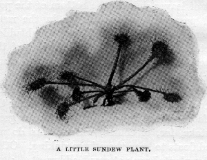 A little Sundew plant.