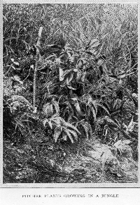 Pitcher Plants
growing in a jungle.