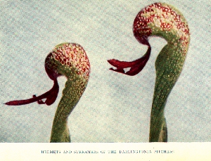 Helmets and
streamer of the Darlingtonia Pitchers.