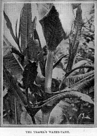 The Teasel's water-tank.